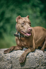 Portrait of an angry pit bull terrier in the forest close-up.