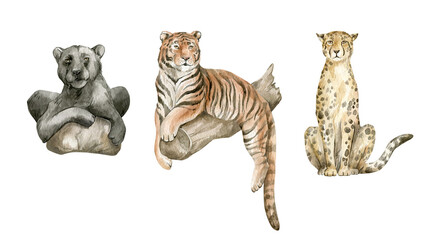 Watercolor wild big cats. Panther, tiger, cheetah. Wild jungle animals. © Kate K.