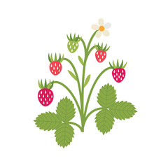 Wild strawberry plant on white background