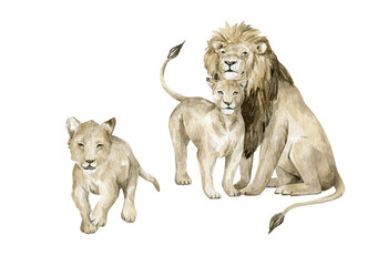 Watercolor set with lions family. Cute wild big savannah cats. Pride of lions.  - obrazy, fototapety, plakaty