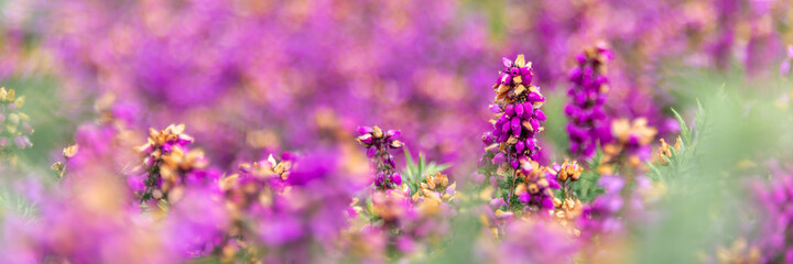 Panoramic of wild pink heather flowers in the moor in Brittany, France