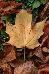 Dew drops on a fallen leaf. 