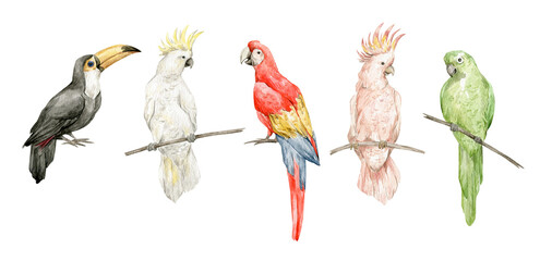 Watercolor set with colorful parrots. Ara, toucan, cockatoo birds. Green, white, red, pink parrot. Beautiful tropical birds - 416092049
