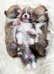 Trzy maleńkie szczeniaki śpią przytulone do siebie - obrazy, fototapety, plakaty