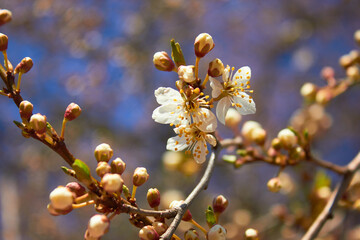 Spring white flowers. Cherry blossoms on a sunny day against the blue sky. Beauty of nature. Spring, youth, growth concept.