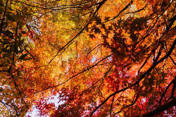 色とりどりの紅葉