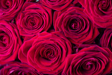 Bunch of roses on the bokeh background. Women’s day gift. 