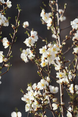 bee pollinating Silverded Almond pretty flower invites to meditation (Japanese cherry tree - jerte Spain)