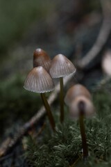 mushrooms in the forest