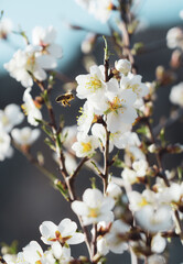 bee pollinating Silverded Almond pretty flower invites to meditation (Japanese cherry tree - jerte Spain)