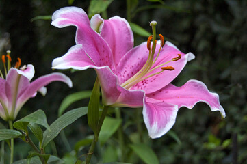 Lovely pink lily close up