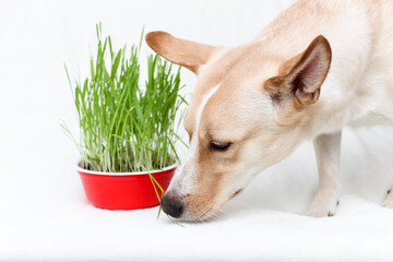 The dog eats fresh grass.Plant grass for the animals. Care and maintenance of pets.