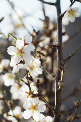 bee pollinating Silverded Almond pretty flower invites to meditation (Japanese cherry tree - jerte Spain)