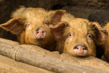Nepalese Pigs