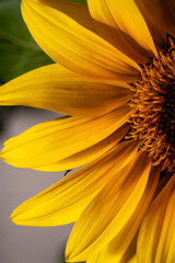 sunflower flower close-up