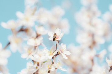 bee pollinating Silverded Almond pretty flower invites to meditation (Japanese cherry tree - jerte Spain)