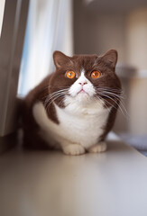 Niedliches Katzenbaby  will spielen