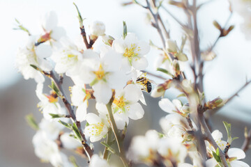 bee pollinating Silverded Almond pretty flower invites to meditation (Japanese cherry tree - jerte Spain)
