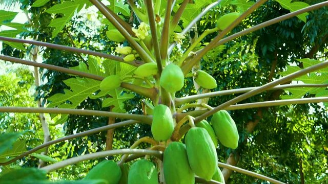 A tree with papaya fruit slow motion from bottom to top