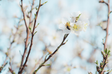 Obraz premium bee pollinating Silverded Almond pretty flower invites to meditation (Japanese cherry tree - jerte Spain)