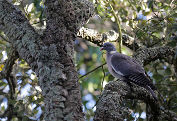 silvester free pigeon in a tree as fauna bird