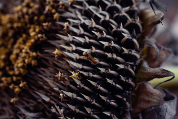 close-up of sunflower flower with seeds