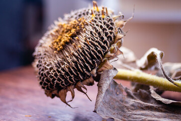 close-up of sunflower flower with seeds