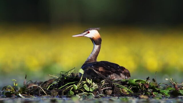 The great crested grebe on the nest, Crna Mlaka fishpond