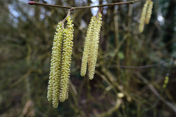 Close-up of young male catkins of hazel or Corylus avellana