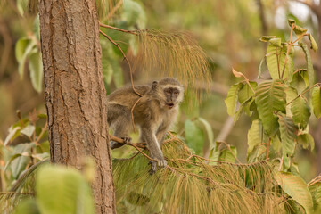 Baby Yellow Baboon