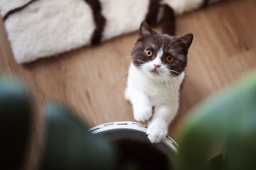 Niedliches Katzenbaby Ktten in braun