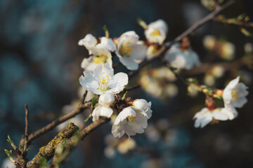Silverded Almond pretty flower invites to meditation (Japanese cherry tree - jerte Spain)