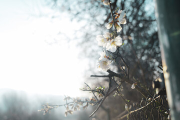 Silverded Almond pretty flower invites to meditation (Japanese cherry tree - jerte Spain)