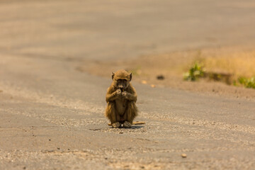 Baby Yellow Baboon