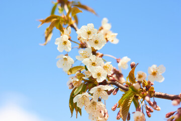 Spring white flowers. Cherry blossoms on a sunny day against the blue sky. Beauty of nature. Spring, youth, growth concept.