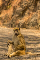 Yellow Baboon