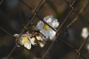 Silverded Almond pretty flower invites to meditation (Japanese cherry tree - jerte Spain)