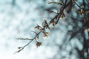 Silverded Almond pretty flower invites to meditation (Japanese cherry tree - jerte Spain)