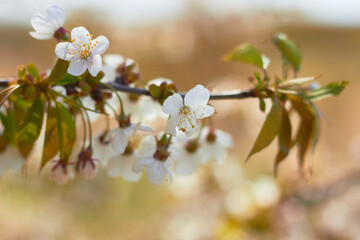 Spring white flowers. Cherry blossoms on a sunny day. Beauty of nature. Spring, youth, growth concept.
