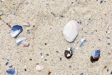 broken Mussel shells washed up on a beach