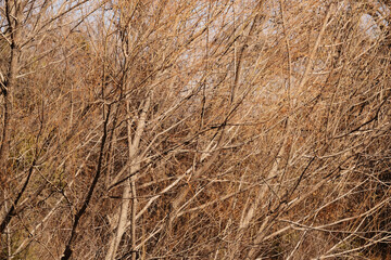Fototapeta premium Monochrome texture of winter branches, bare during winter season.