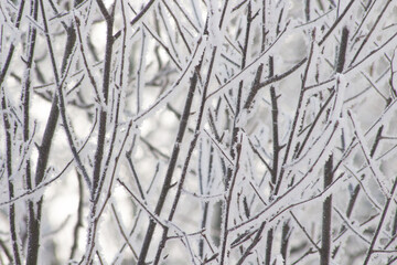Detail of winter nature. The rime-ice on the tree close up on blue sky background. Rime on the trees. Rime and snow ice on the branches of bushes. Cool frosting texture.