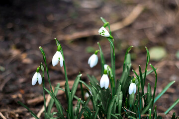 Defocus Snowdrops flowers. Side view. Snowdrop spring flowers in a clearing in the forest. Blur soil. Snowdrop, symbol of spring. Galanthus, Galanthus nivalis. Close-up. Out of focus