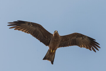 Bird of Prey Soaring