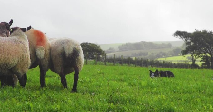 Sheepdog working herding suffolk cross sheep