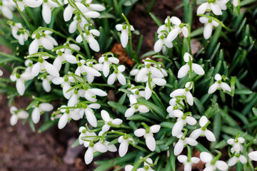 Springtime. Top view. Snowdrop spring flowers in a clearing in the forest. Snowdrop, symbol of spring. Galanthus, Galanthus nivalis. Close-up. Selective focus