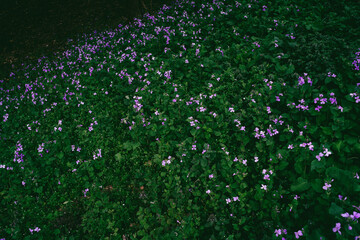 野生の紫の花