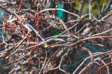 Buds from a rose hedge