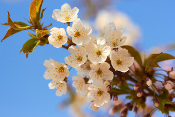 Obraz premium Spring white flowers. Cherry blossoms on a sunny day against the blue sky. Beauty of nature. Spring, youth, growth concept.