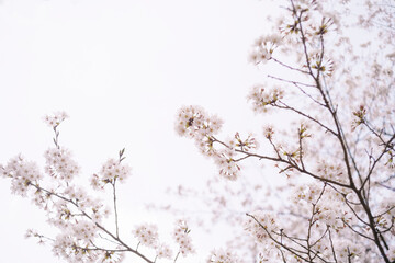 桜
